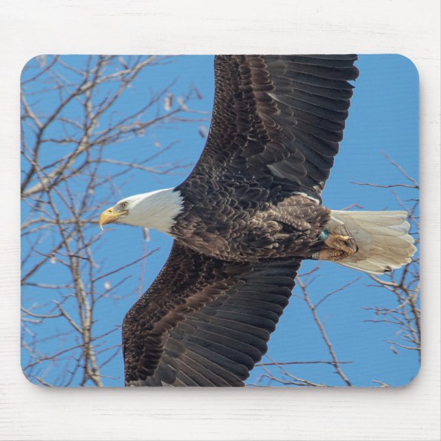 Bald Eagle in flight Mouse Pad (Front)