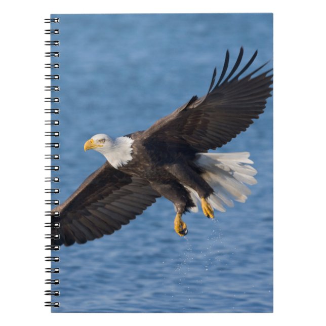Bald eagle in flight notebook (Front)