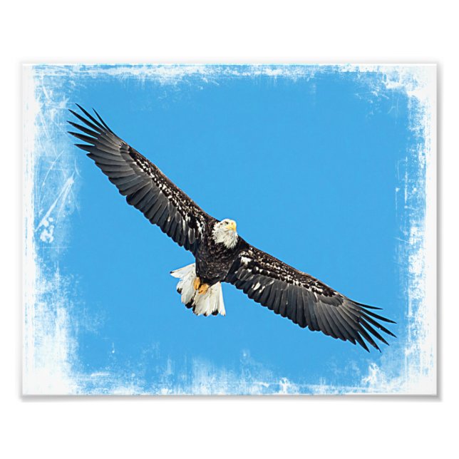 Bald Eagle in flight Photo Print (Front)