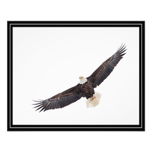 Bald Eagle in flight Photo Print