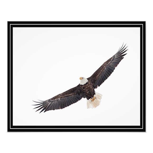 Bald Eagle in flight Photo Print (Front)