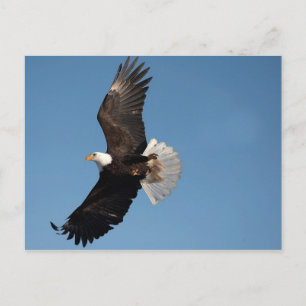 Bald Eagle in Flight Postcard