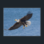 Bald eagle in flight postcard<br><div class="desc">Bald eagle,  Homer,  Southcentral Alaska</div>