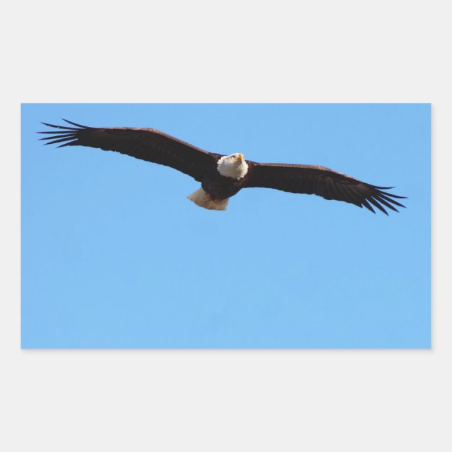 Bald Eagle in Flight Rectangular Sticker (Front)