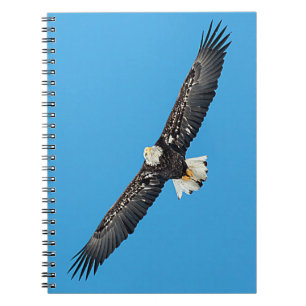 Bald Eagle in flight Spiral Notebook