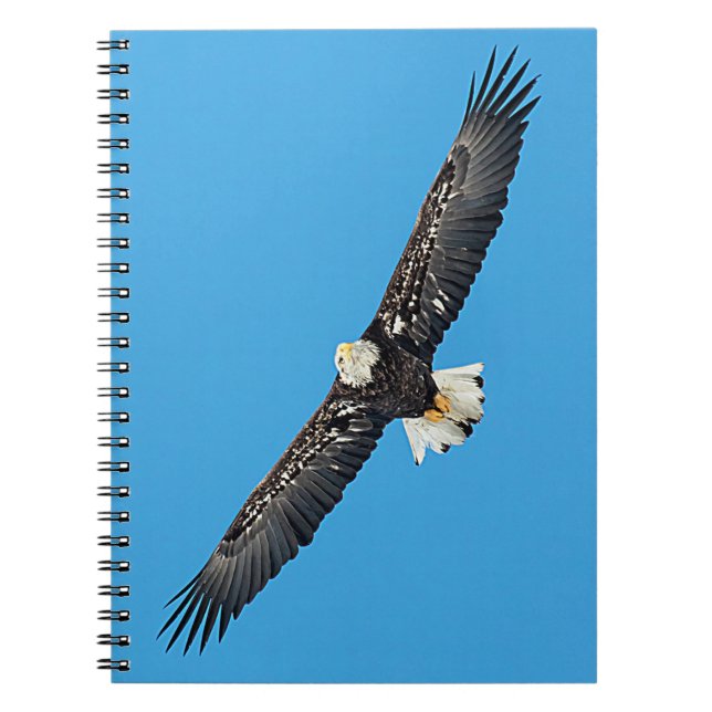 Bald Eagle in flight Spiral Notebook (Front)