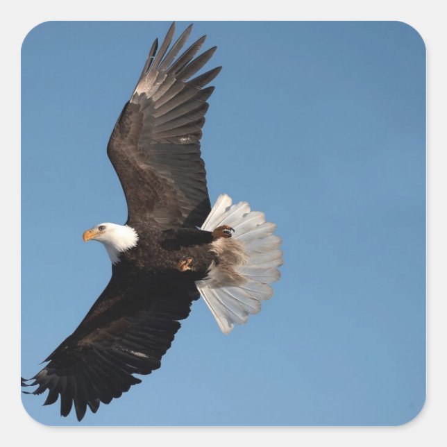 Bald Eagle in Flight Square Sticker (Front)