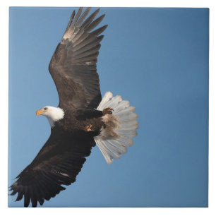 Bald Eagle in Flight Tile