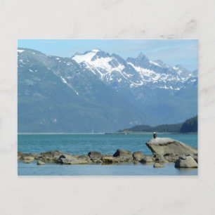 Bald Eagle in Skagway Alaska Postcard