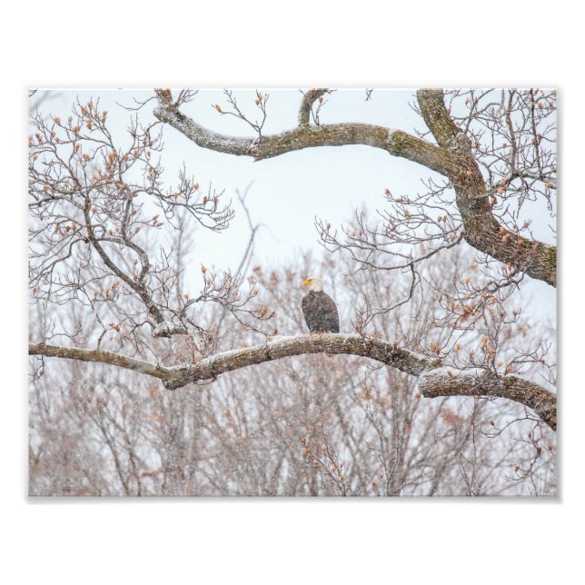 Bald Eagle In Snow Photo Print (Front)