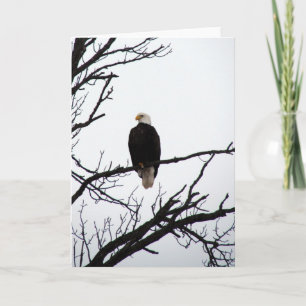 Bald Eagle In Tree Card
