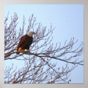Bald Eagle in Tree Poster