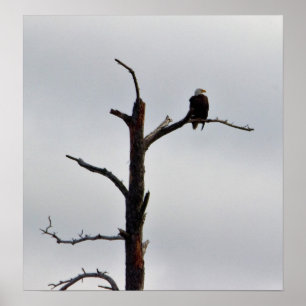 Bald Eagle in Tree Poster
