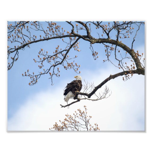 Bald Eagle In Tulip Tree Photo Print (Front)