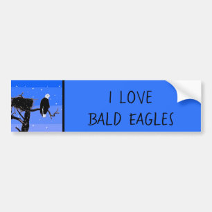 Bald Eagle in Winter  - Original Wildlife Art Bumper Sticker
