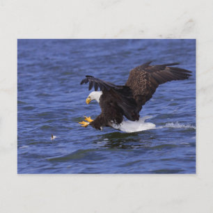 Bald Eagle IV Postcard