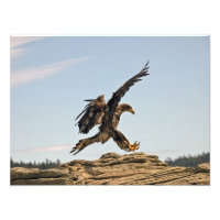Bald Eagle Landing Fine Art Print