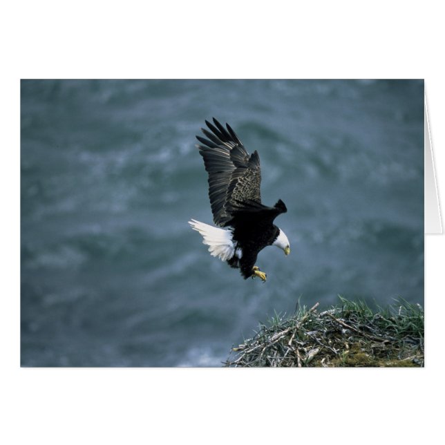 Bald Eagle Landing on Nest All Occasions Greeting  (Front Horizontal)