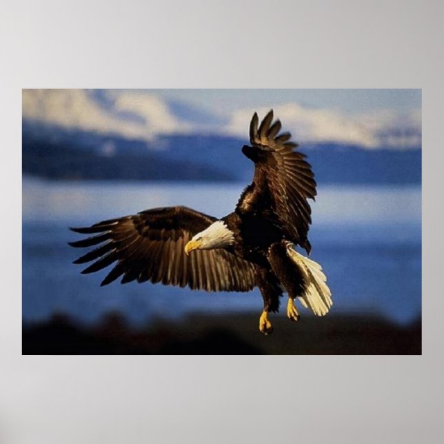 Bald Eagle Landing poster (Front)