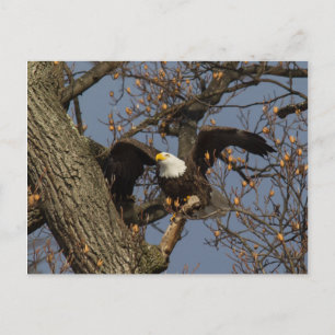 Bald Eagle Launch Postcard