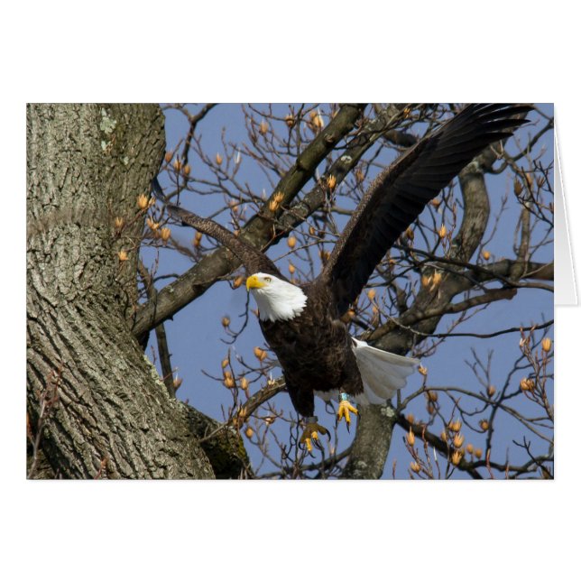 Bald Eagle Leap (Front Horizontal)