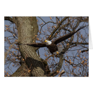 Bald Eagle Leap Into Flight