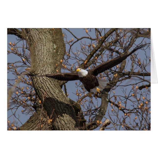Bald Eagle Leap Into Flight (Front Horizontal)
