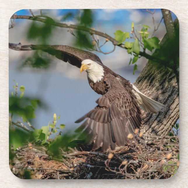 Bald Eagle leaving the nest Coaster (Front)