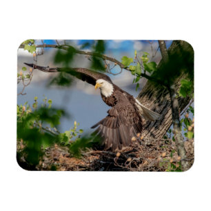 Bald Eagle leaving the nest Magnet