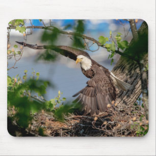 Bald Eagle leaving the nest Mouse Pad