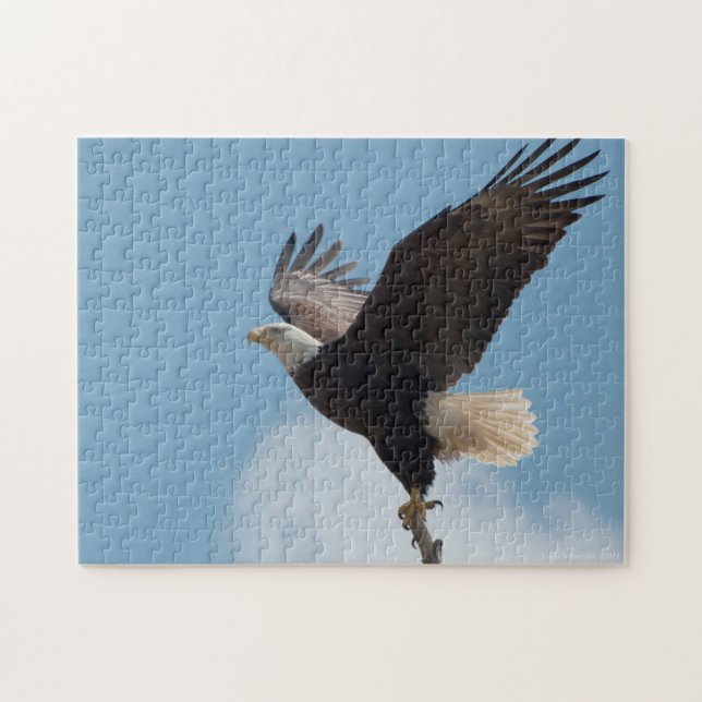 Bald Eagle Lifting Off - Puzzle (Horizontal)