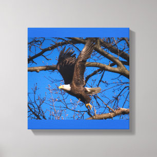 Bald Eagle Liftoff Canvas Print