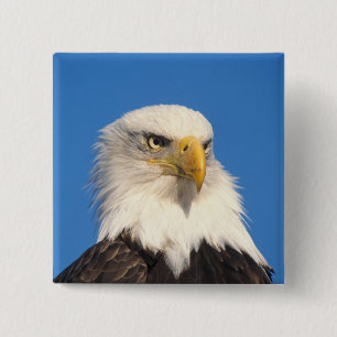 Bald Eagle Look 15 Cm Square Badge