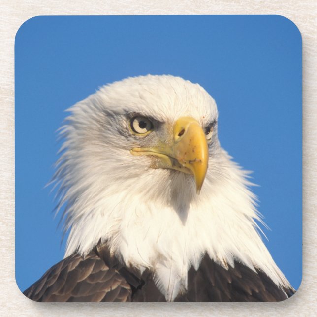 Bald Eagle Look Coaster (Front)
