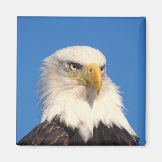 Bald Eagle Look Magnet (Front)