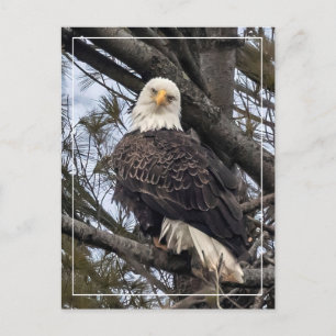 Bald Eagle Looking At Me Postcard