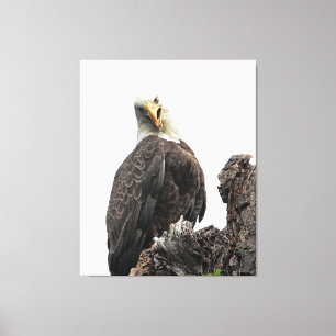 Bald Eagle Looking At You Canvas Print