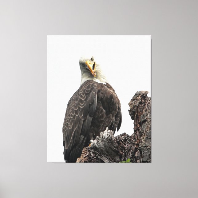 Bald Eagle Looking At You Canvas Print (Front)