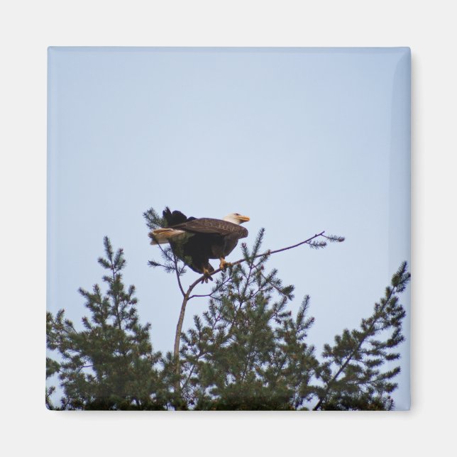 Bald Eagle Magnet (Front)