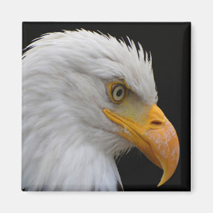 Bald Eagle Magnet