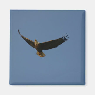 Bald Eagle Magnet