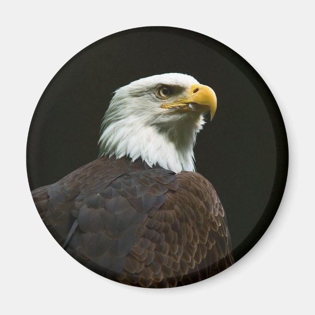 Bald Eagle Magnet (Front)