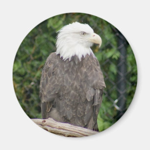 bald eagle magnet