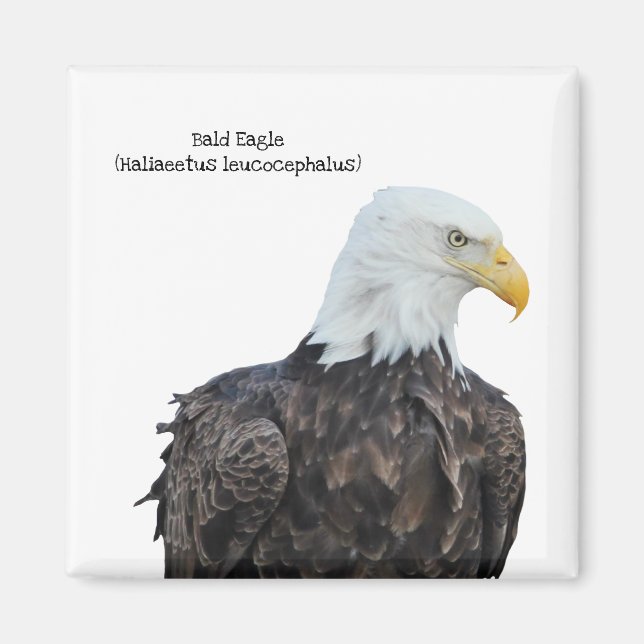 Bald Eagle Magnet (Front)