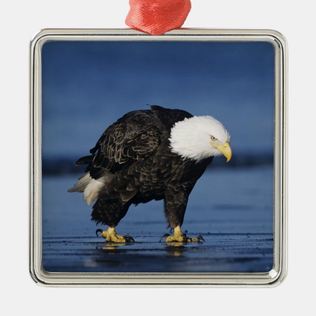 Bald Eagle Metal Tree Decoration (Front)