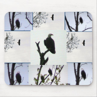 Bald eagle Montage Mouse Pad