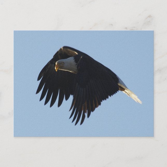 BALD EAGLE Motivational Postcard (Front)