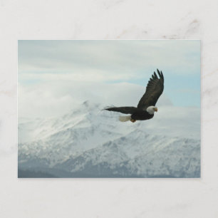 Bald eagle & mountains postcard