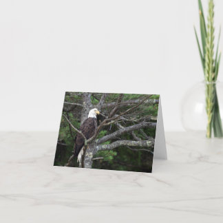 Bald Eagle Note Card