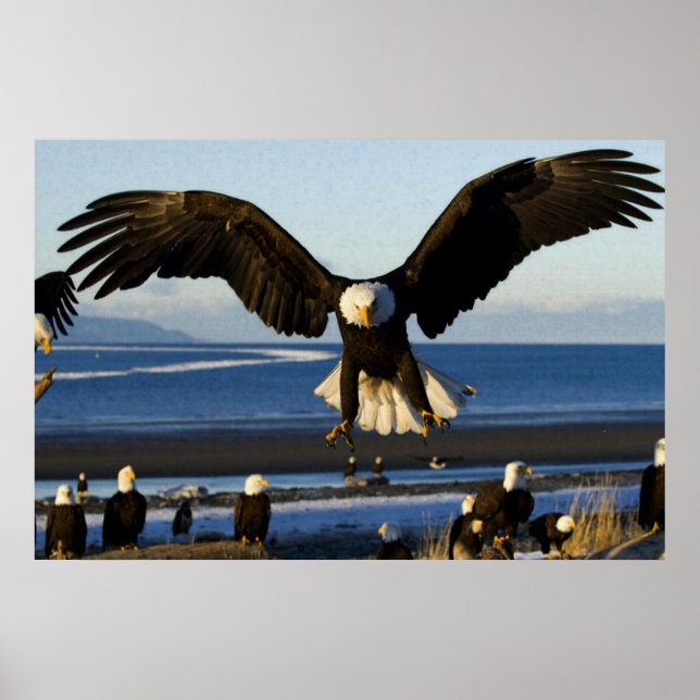 Bald Eagle ocean poster (Front)
